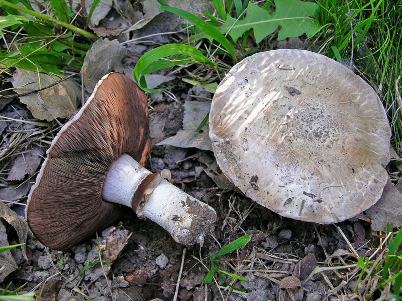 Agaricus sp. da determinare.